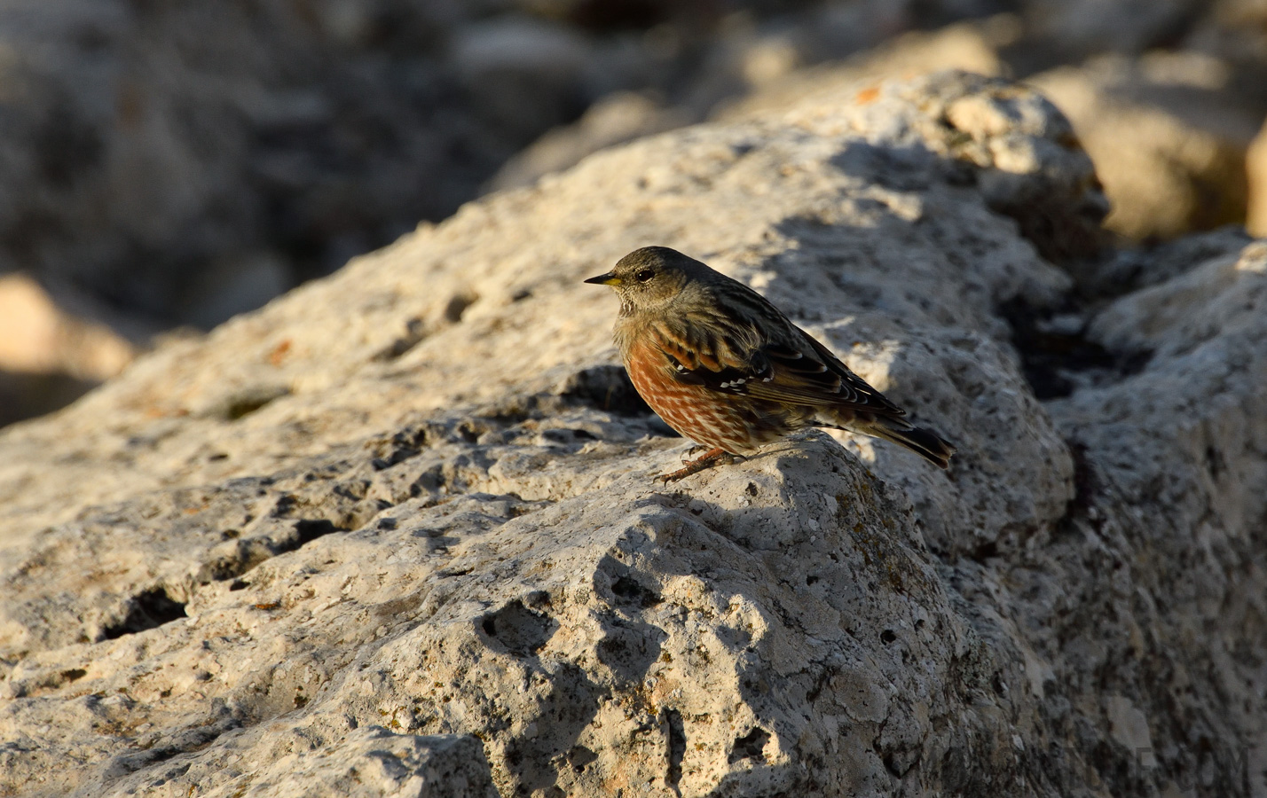 Prunella collaris collaris [300 mm, 1/2000 Sek. bei f / 8.0, ISO 400]